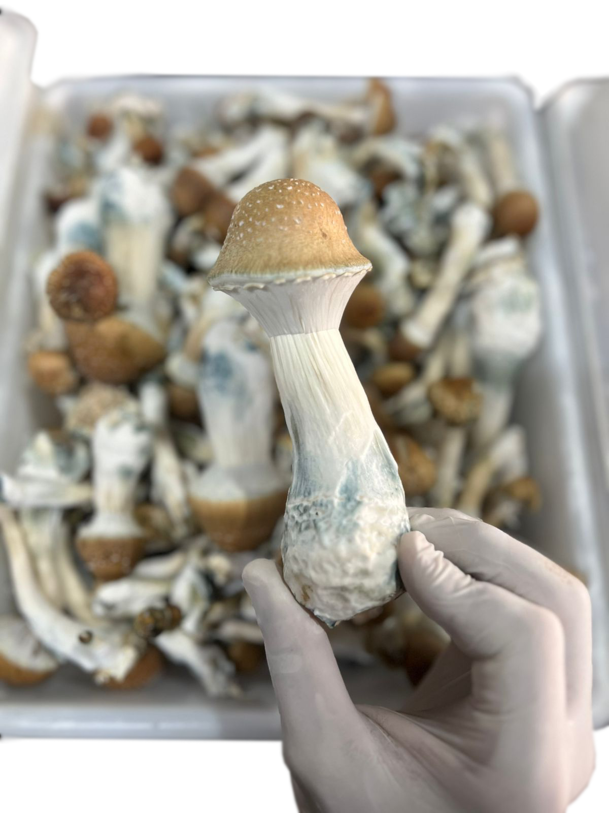 Comprar Cogumelos Mágicos Psilocybe Cubensis - CoguLoja