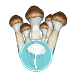 Cogumelos Mágicos Psilocybe cubensis Comprar - Amostras Etnobotânicas