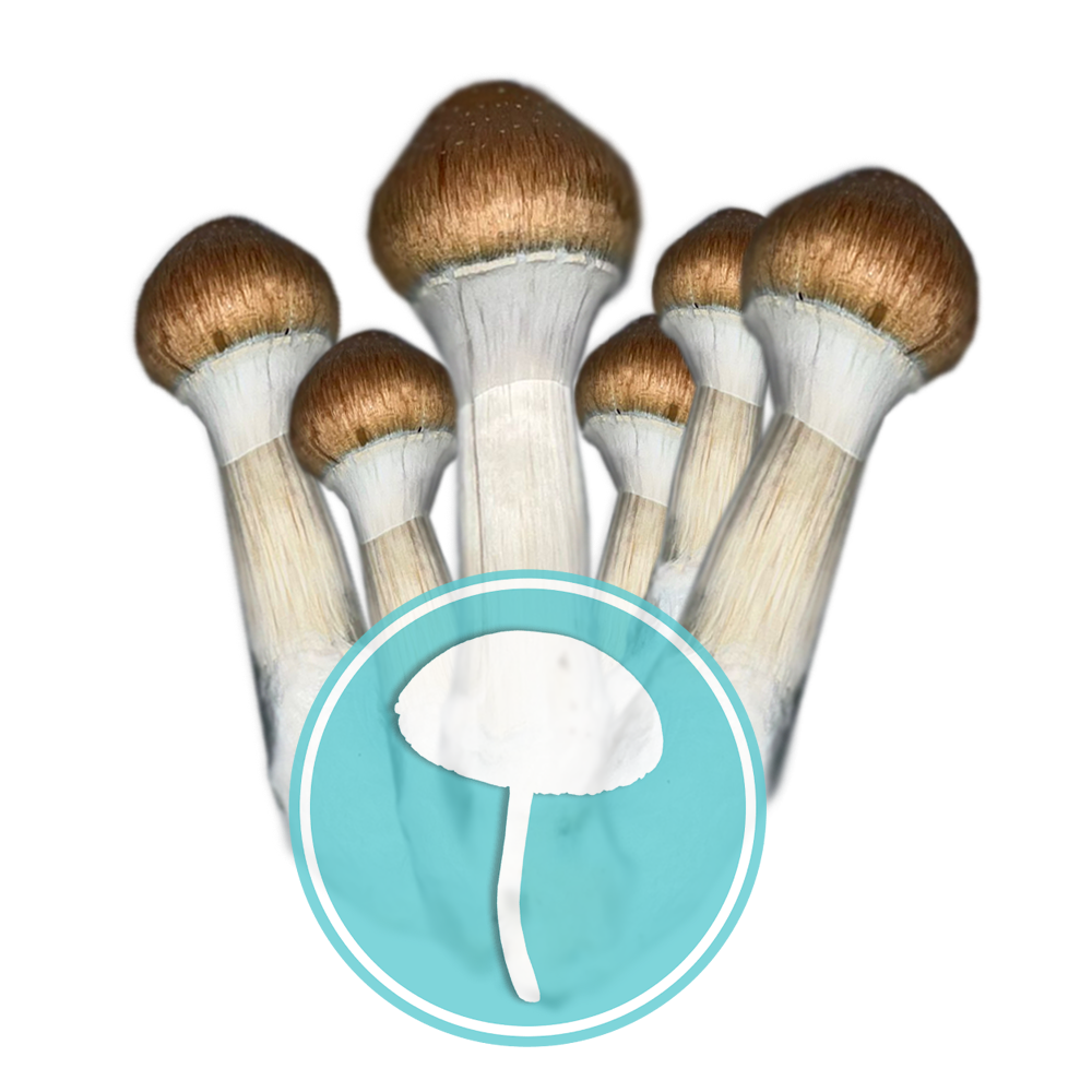 Cogumelos Mágicos Psilocybe cubensis Comprar - Amostras Etnobotânicas