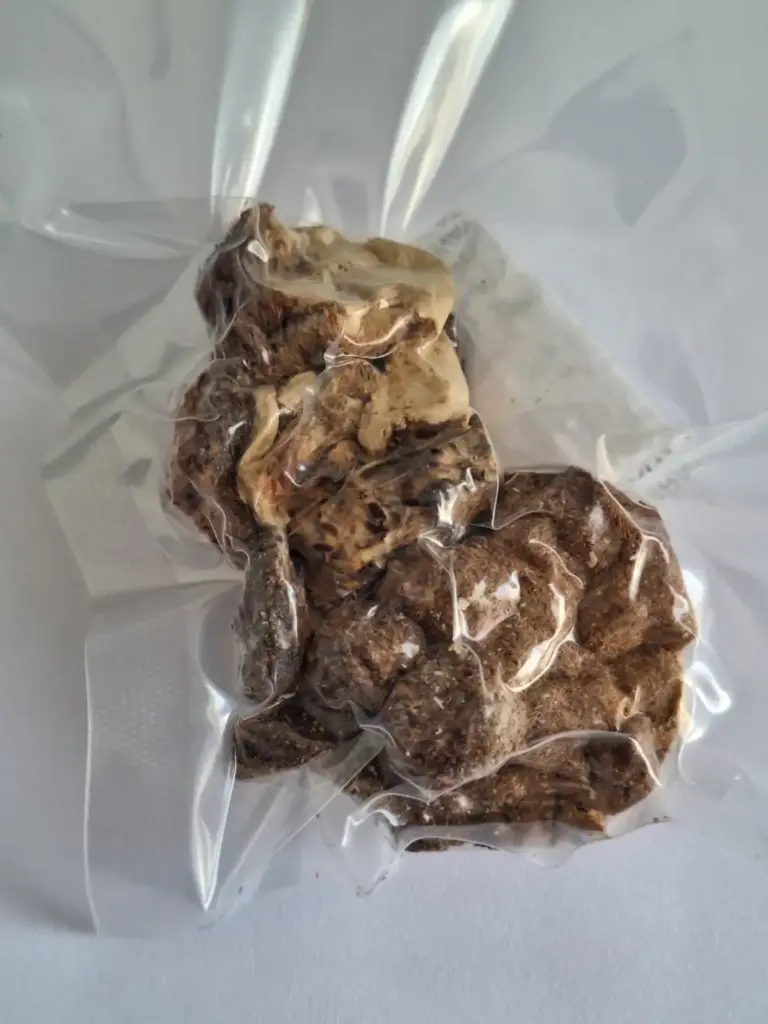 Cogumelos Hericium Erinaceus/ Juba de Leão  – Amostras Botânicas